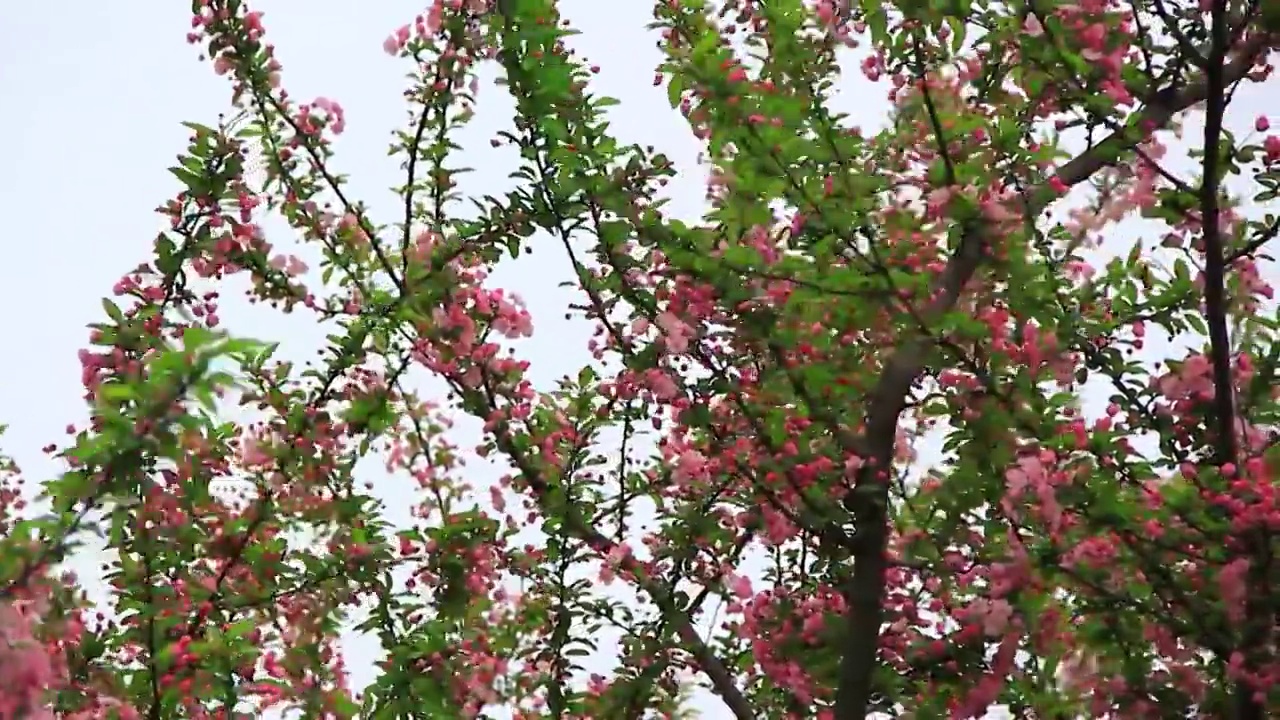 春风中摆动的 海棠花 特写 鲜花盛开 垂丝海棠视频素材