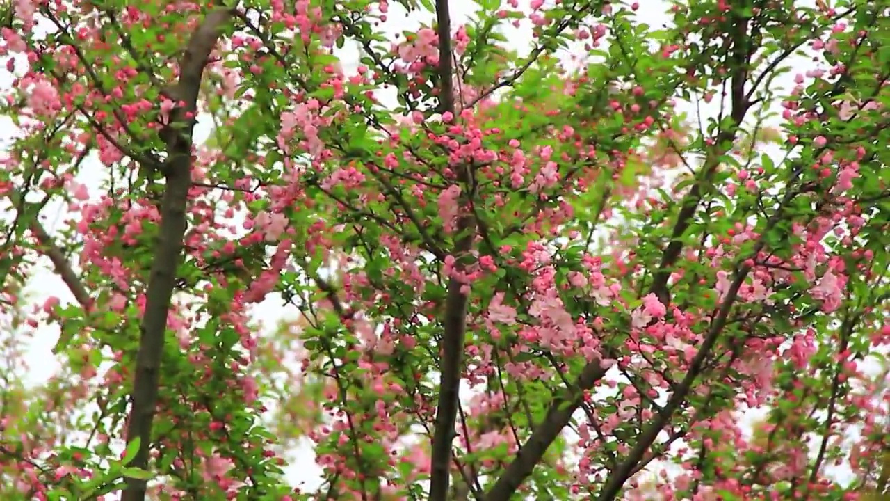 春风中摆动的 海棠花 特写 鲜花盛开 垂丝海棠视频素材