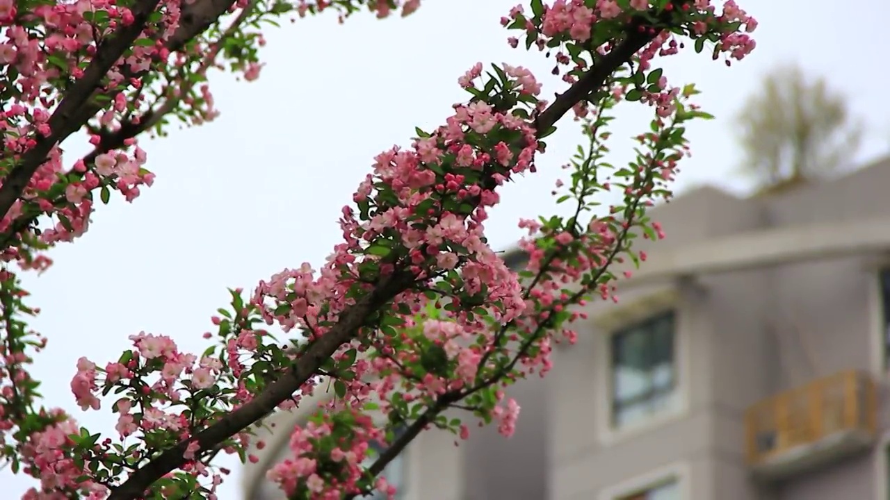 春风中摆动的 海棠花 特写 鲜花盛开 垂丝海棠视频素材