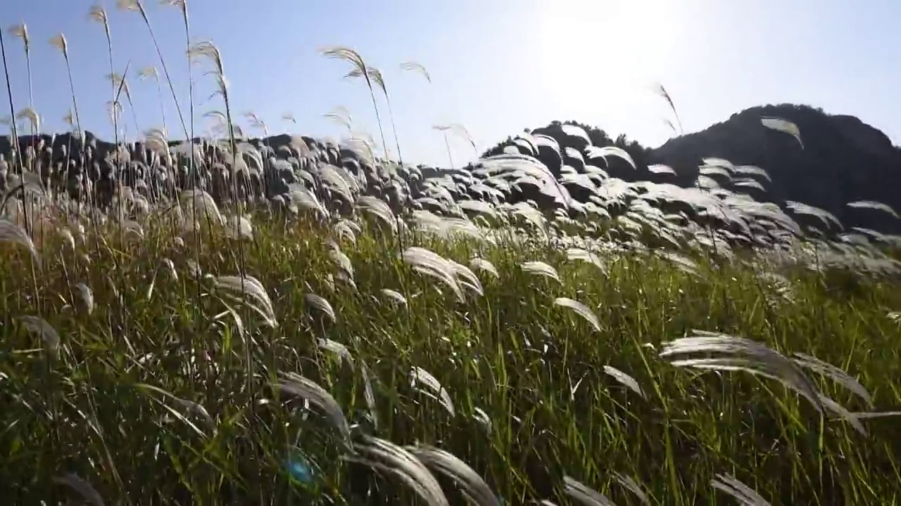 风中的芦苇视频素材