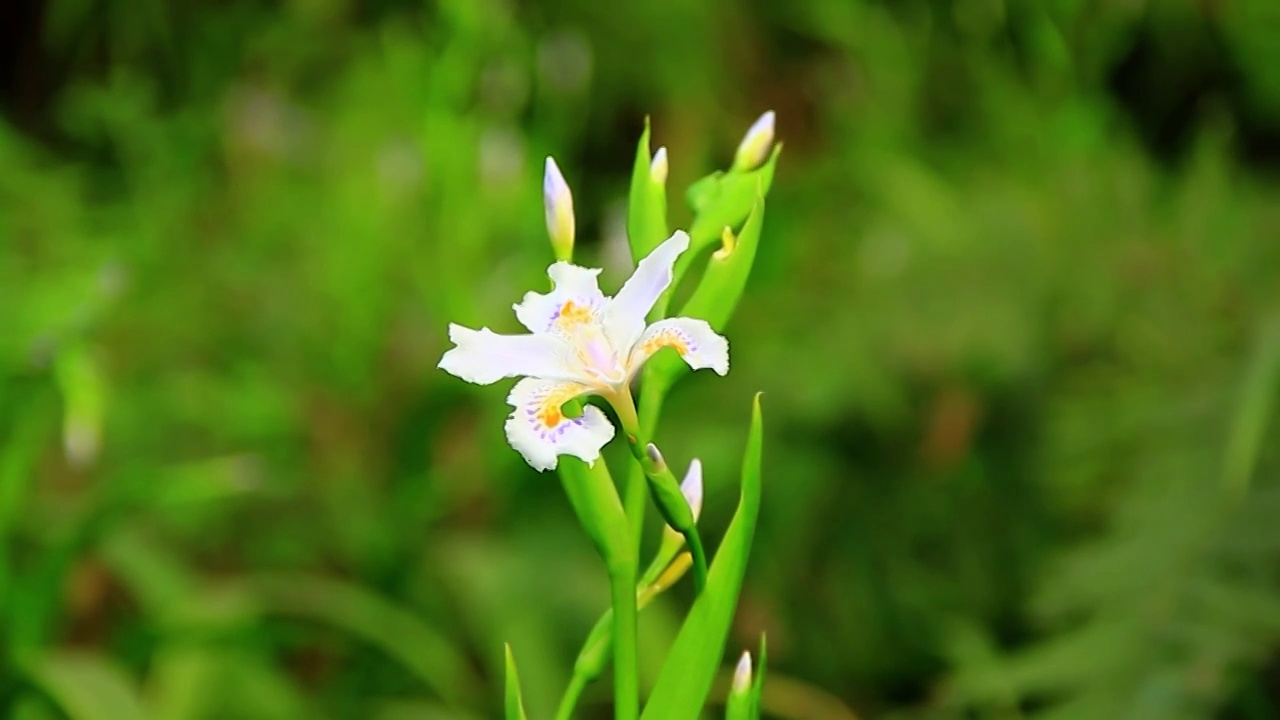 阳光下的蝴蝶花视频素材