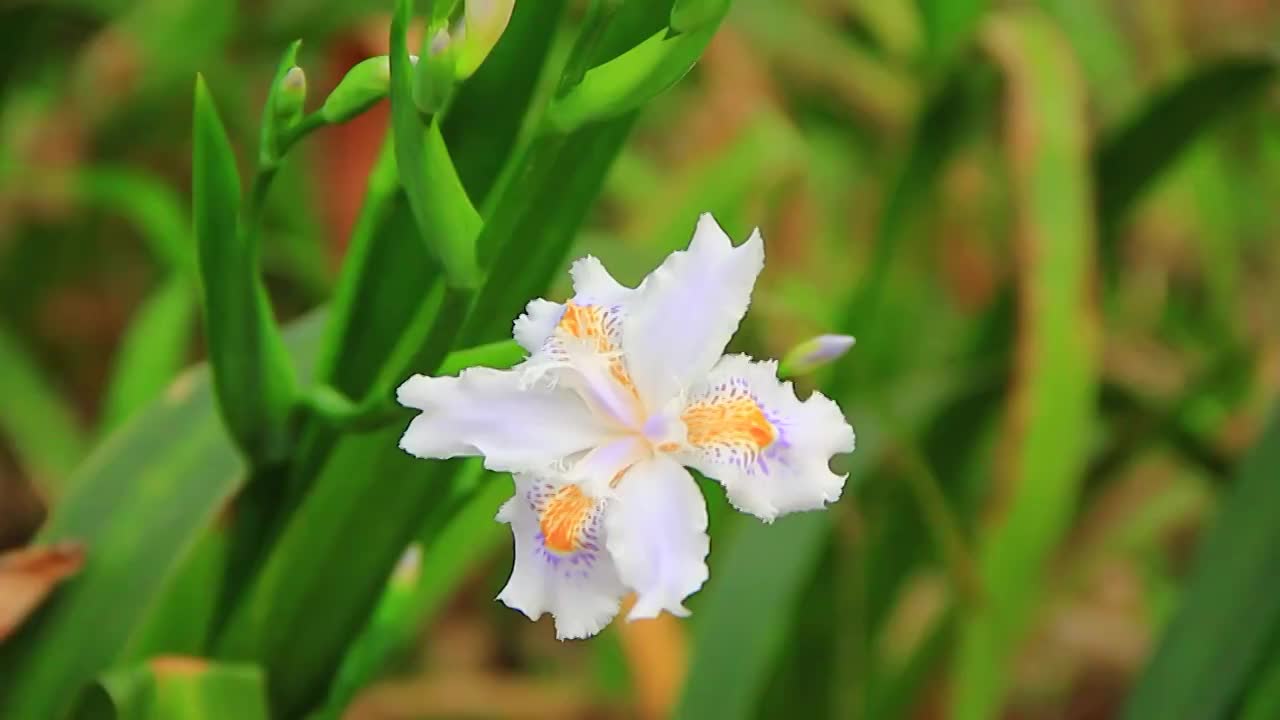 春天阳光下的蝴蝶花视频素材