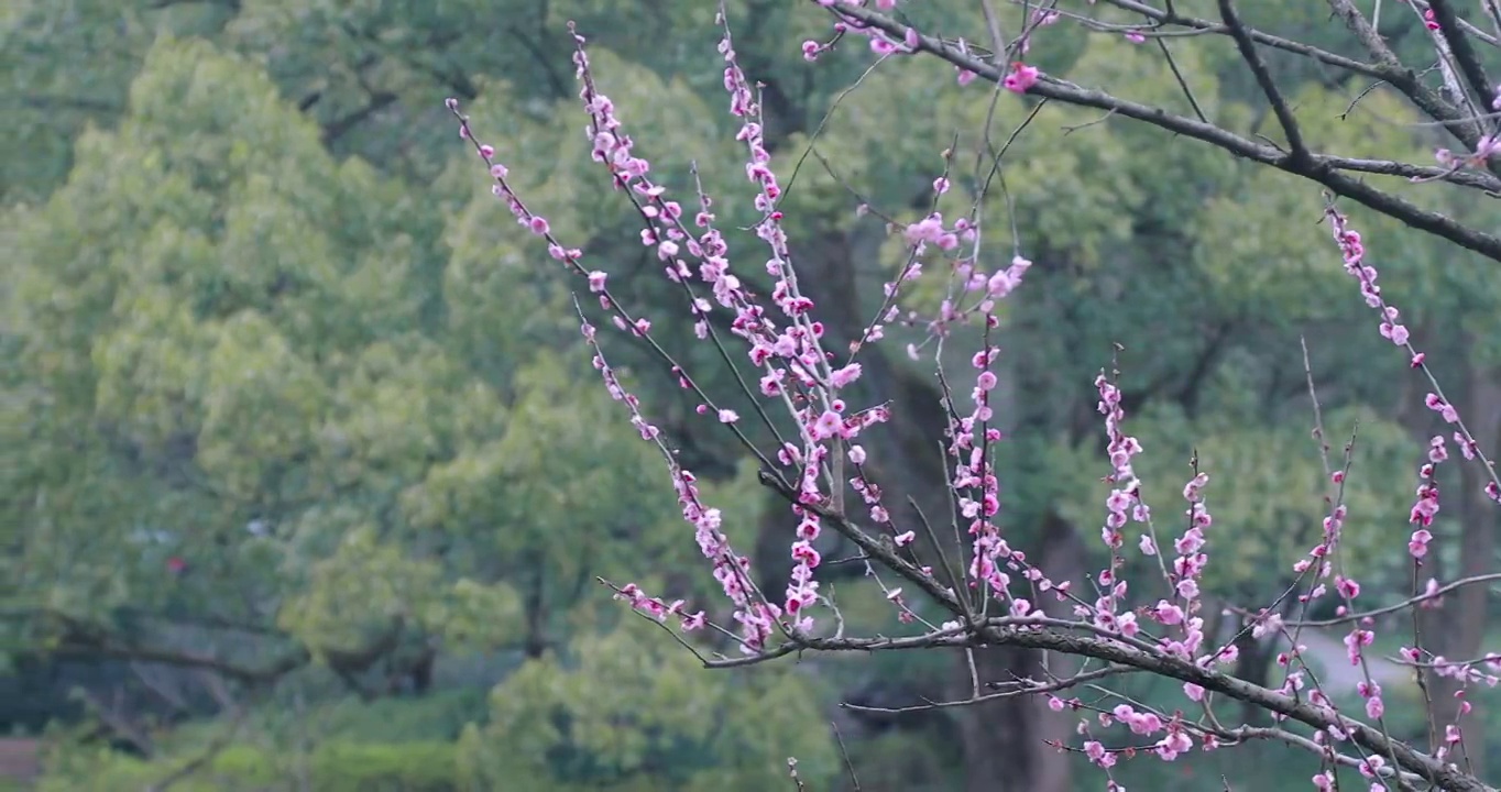 4K近距离拍摄春天盛开的梅花素材视频素材