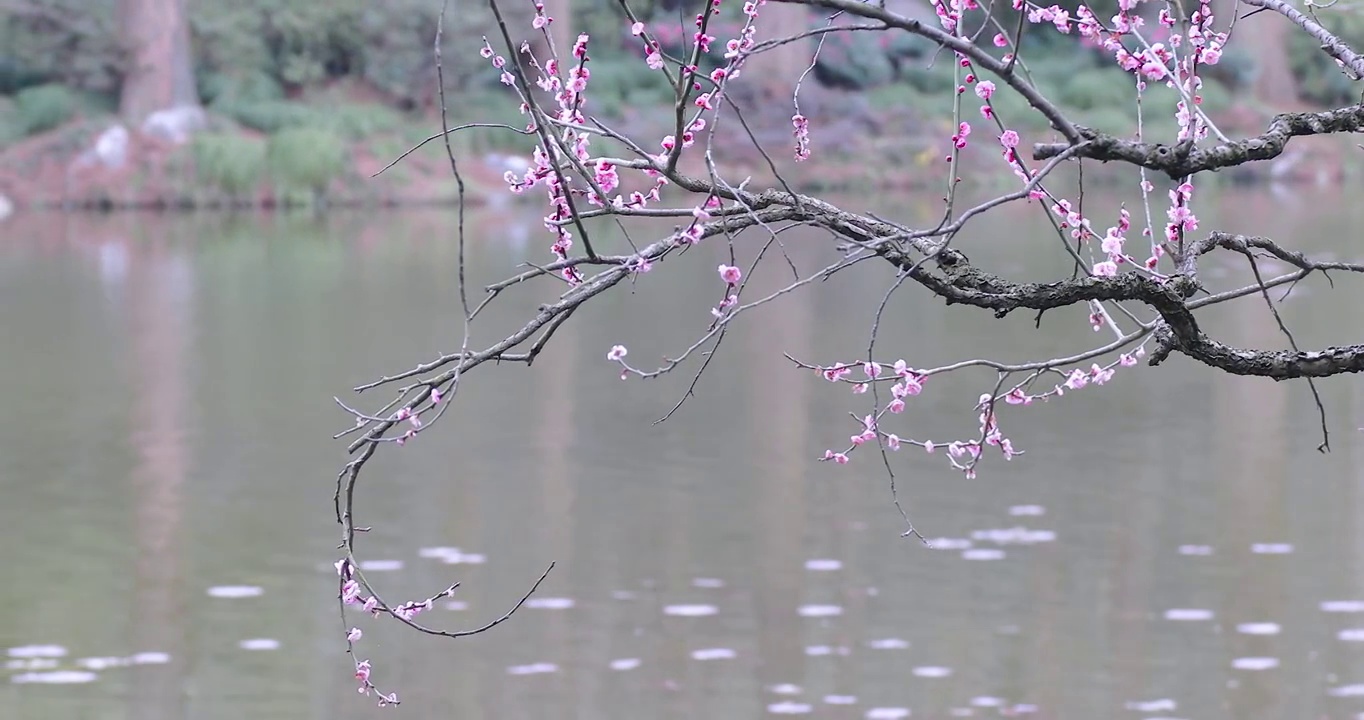 4K近距离拍摄春天湖边盛开的梅花素材视频素材