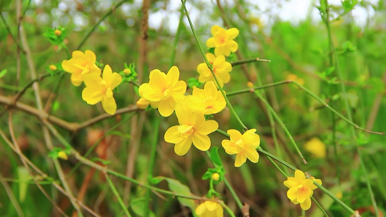 阳光下的小黄花视频素材