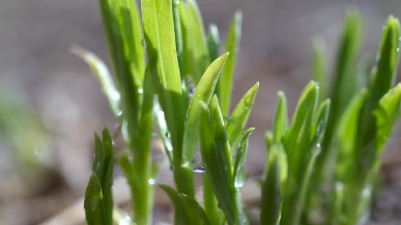 清晨阳光照耀下充满露珠的青草视频素材