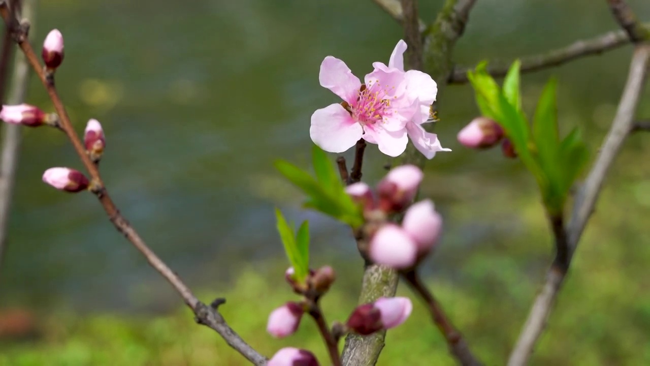 春天湖边的桃花开放视频素材