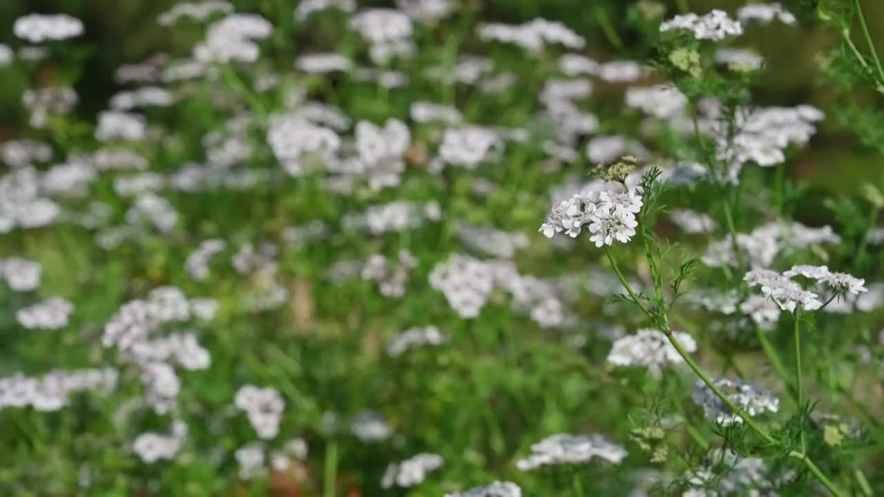 茴香的花视频素材