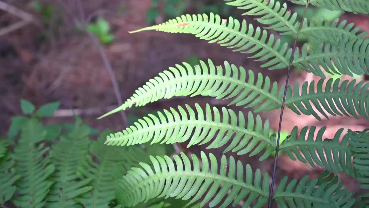 蕨类植物的叶子视频素材