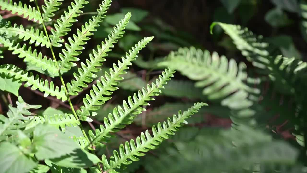 蕨类植物的叶子视频素材