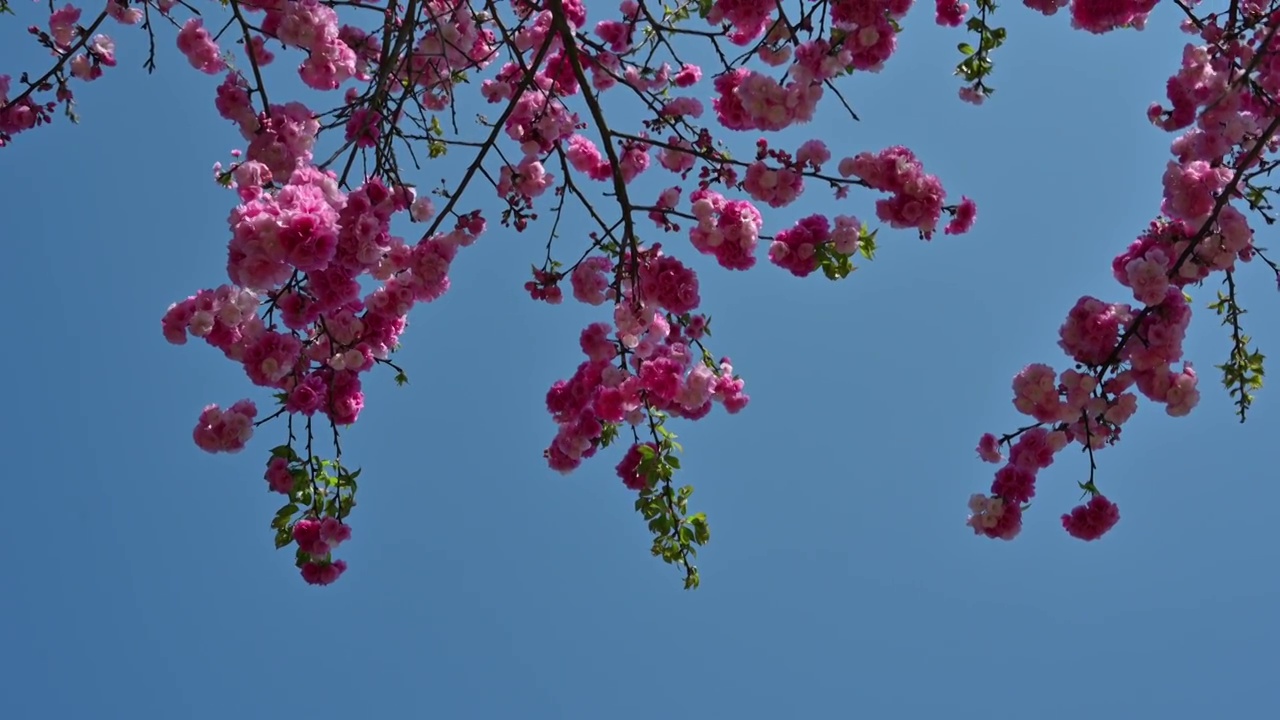 盛开的樱花视频素材