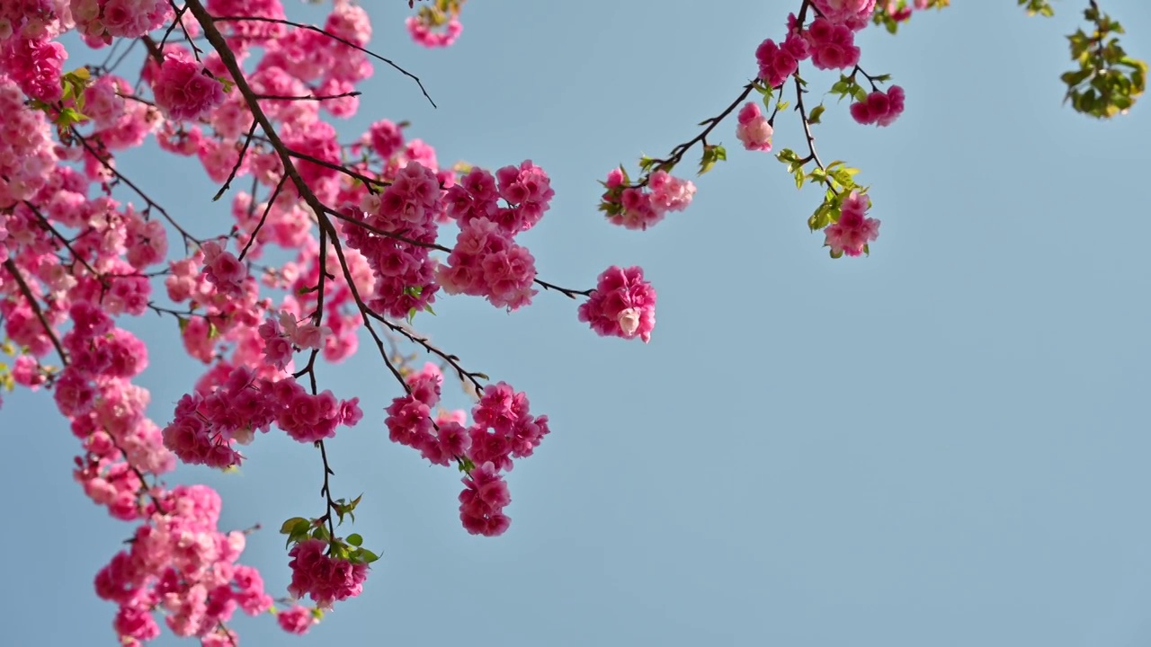 盛开的樱花视频素材