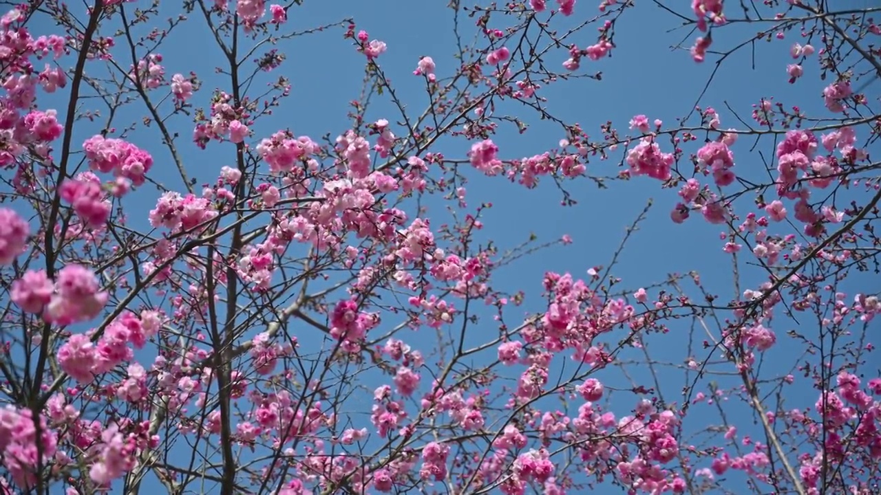 盛开的樱花视频素材