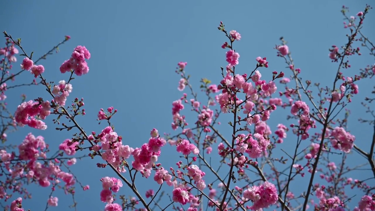 盛开的樱花视频素材