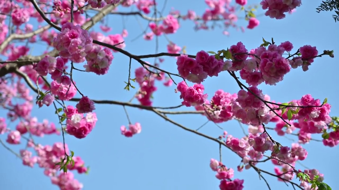 盛开的樱花视频素材