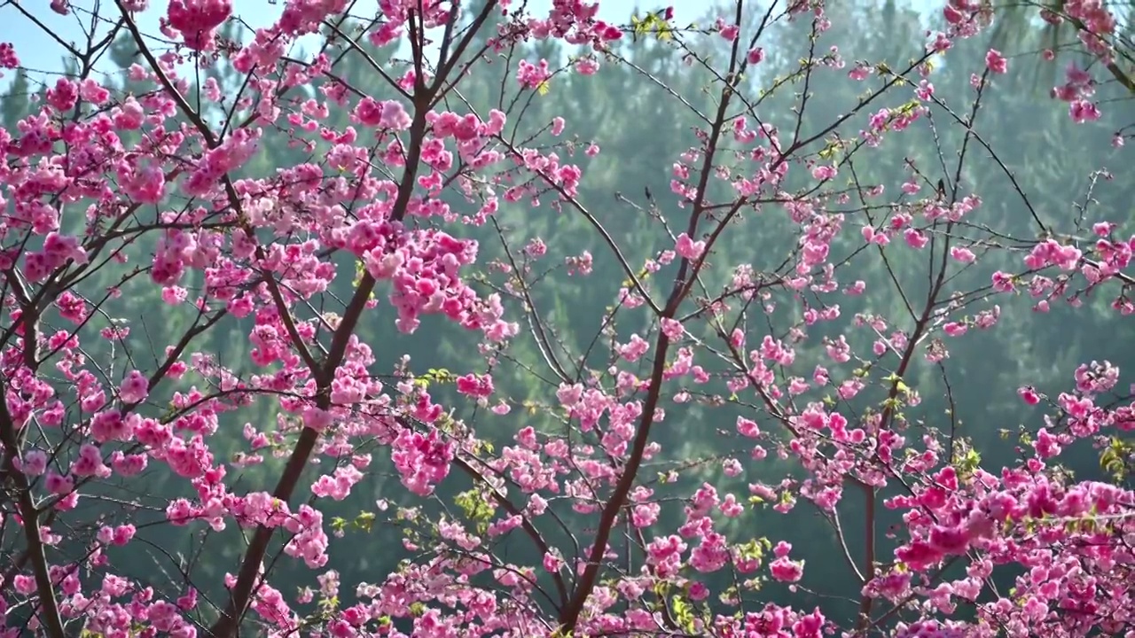 盛开的樱花视频素材