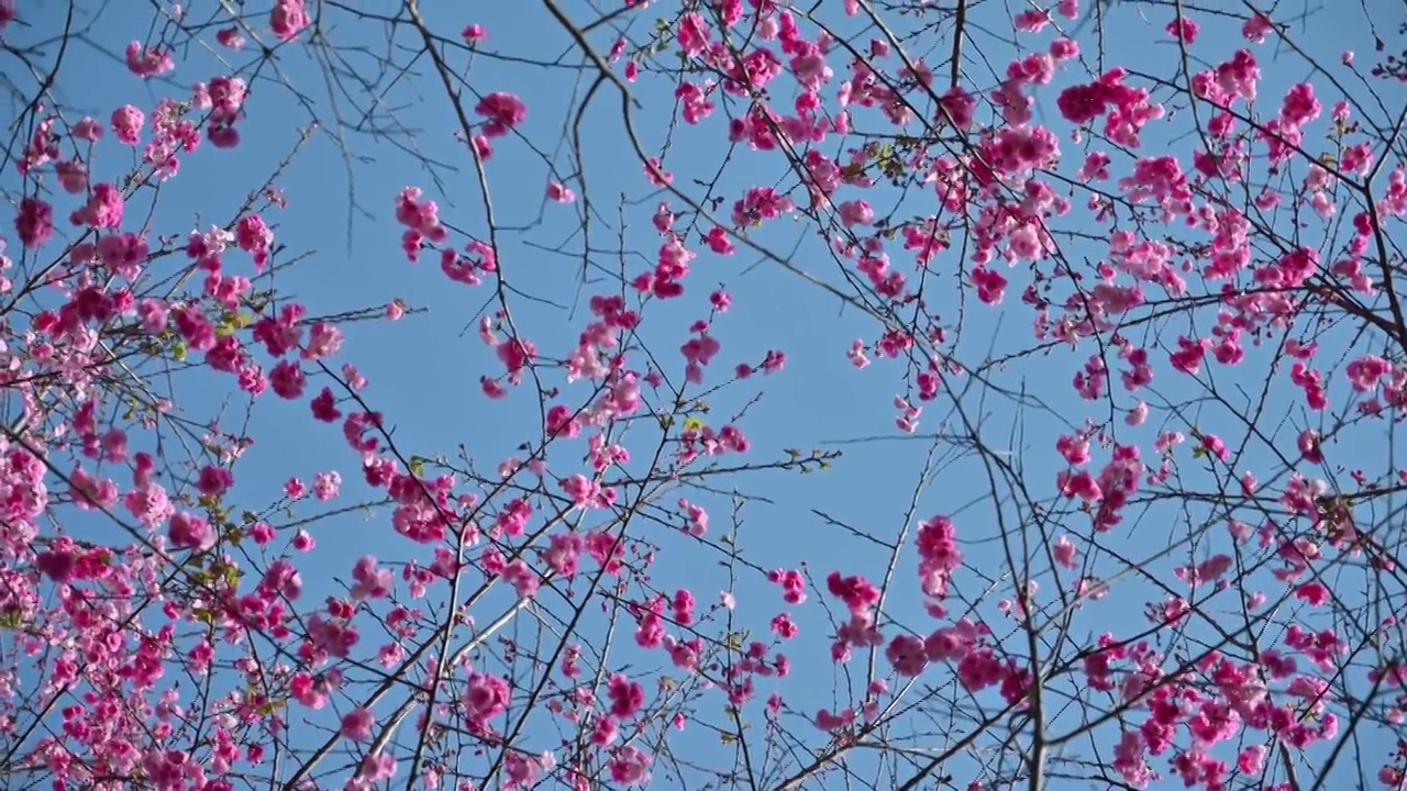 盛开的樱花视频素材