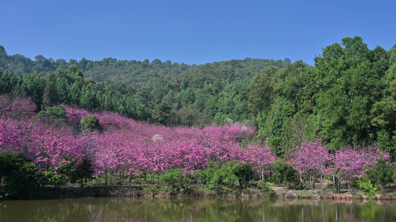 盛开的樱花视频素材