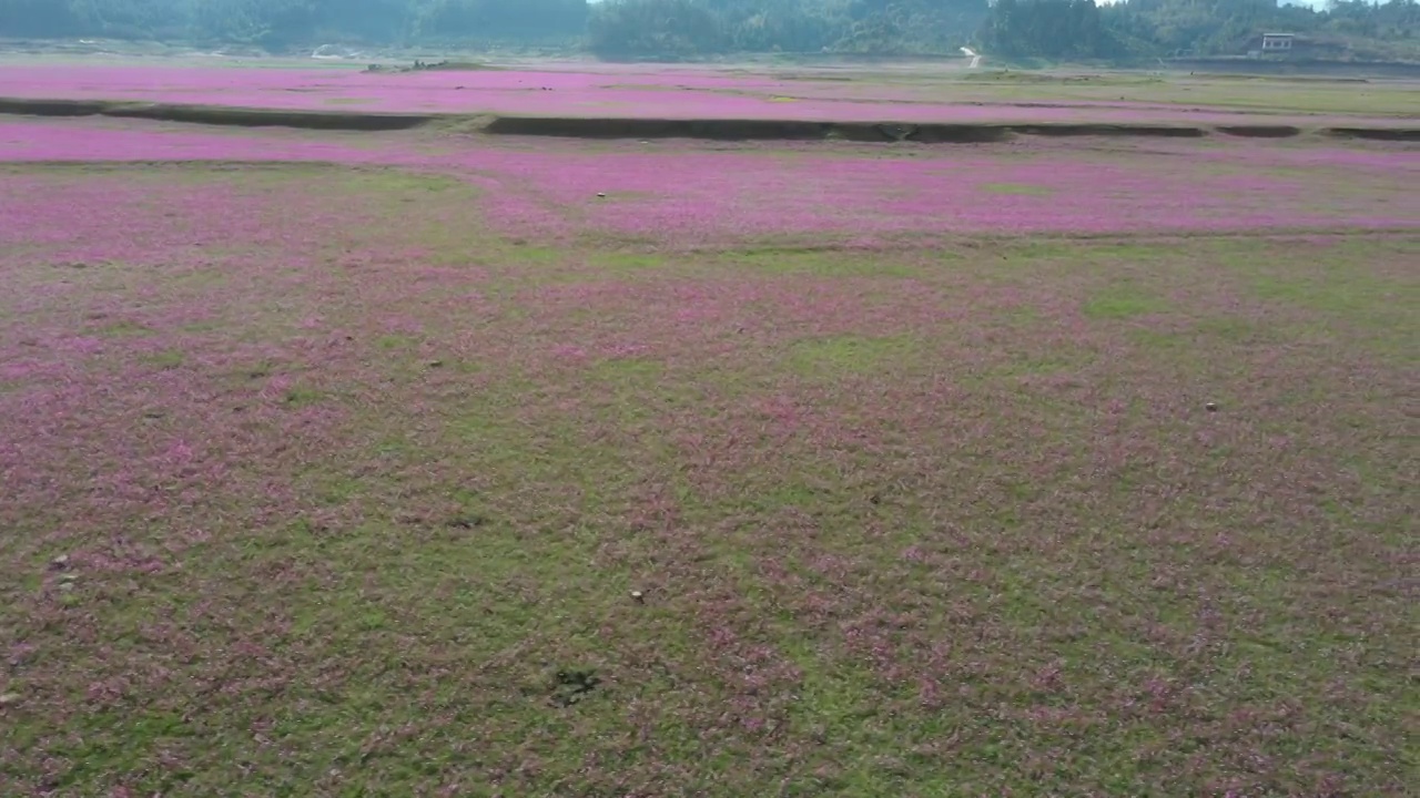 春天阳光下桂林田地里盛开的紫云英视频素材