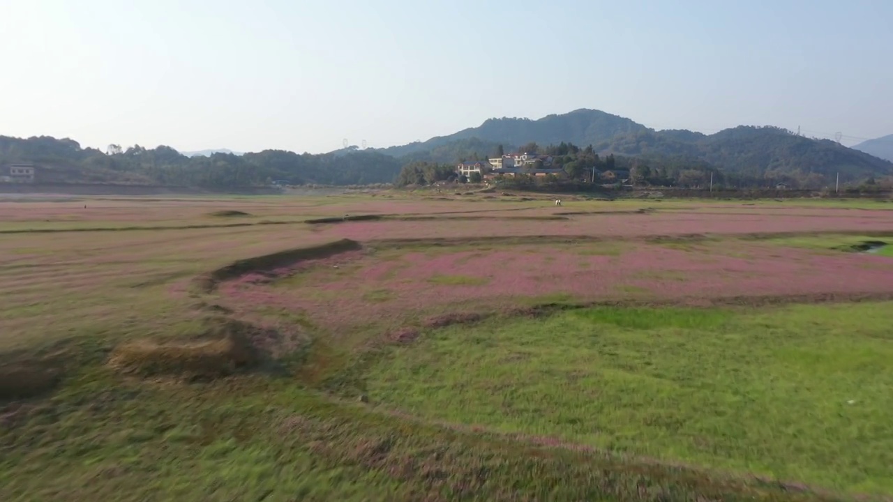 春天阳光下桂林山边田地里盛开的紫云英视频素材