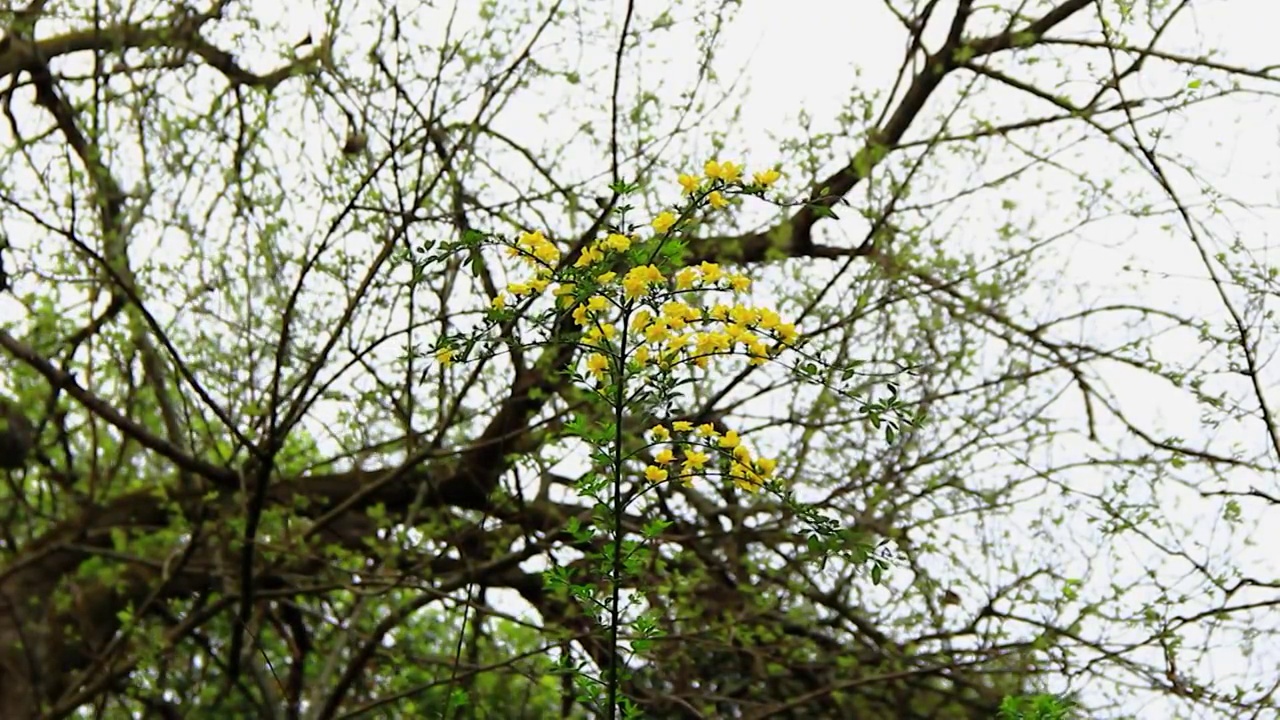 春天的迎春花小黄花视频素材