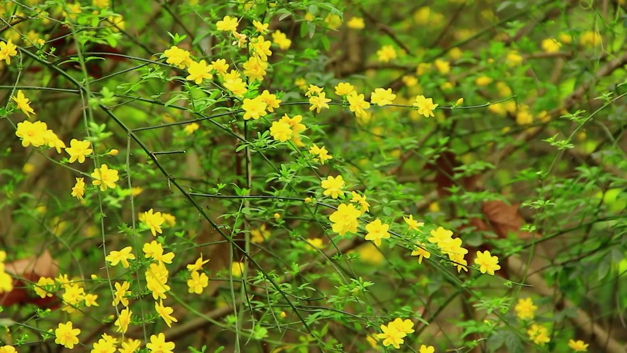 春天的迎春花小黄花视频素材