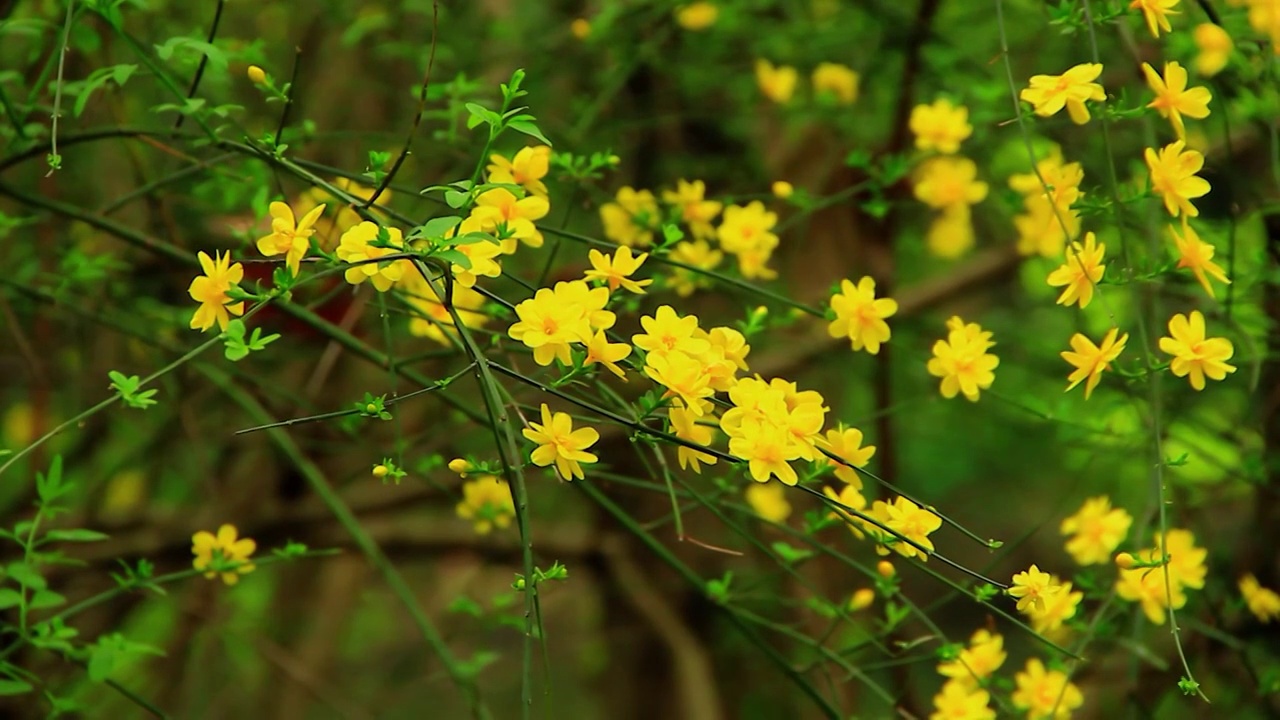 春天的迎春花小黄花视频素材