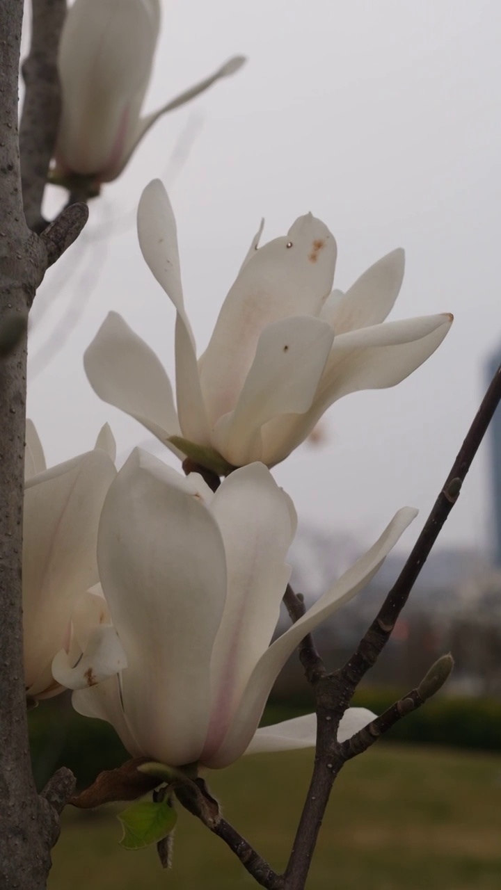 玉兰花开视频素材