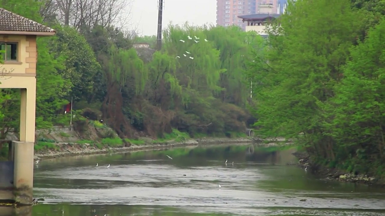 四川省成都市温江区江安河湿地傍晚飞翔的白鹭视频素材