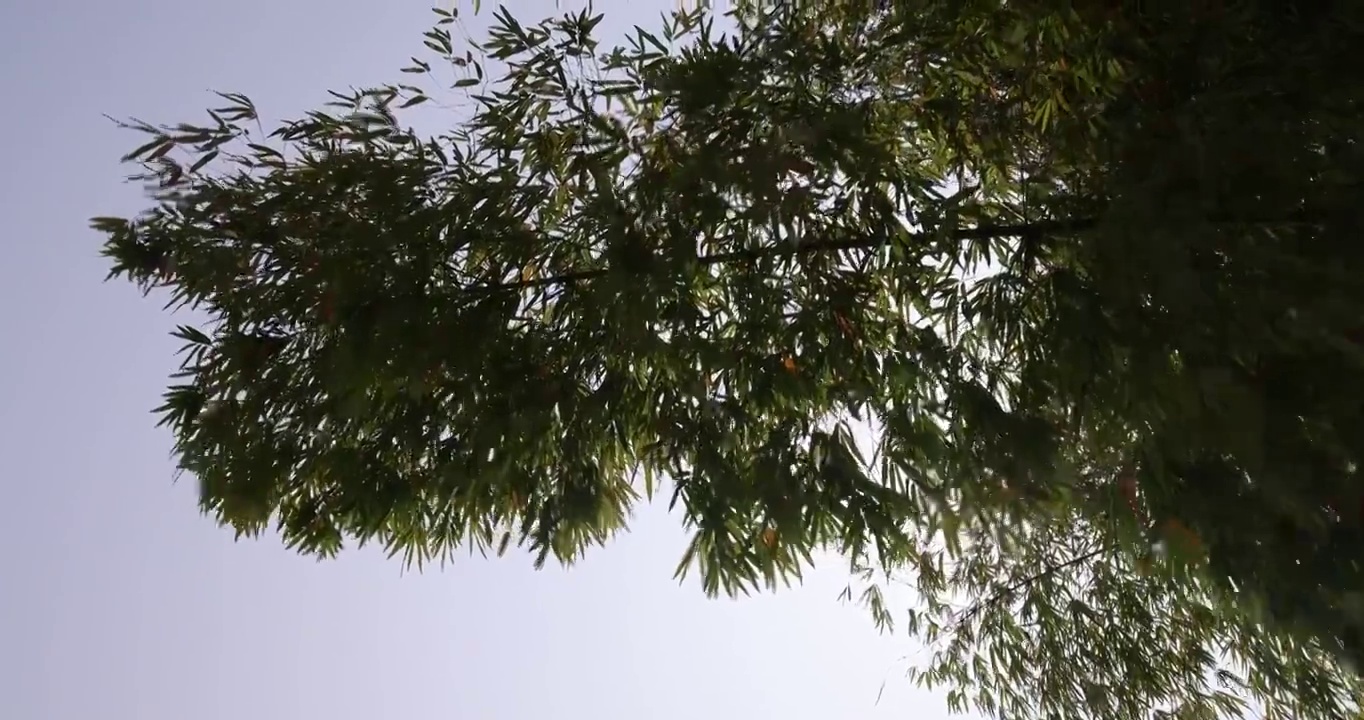 植物花卉：随风飘动的竹叶缝隙露出了太阳光视频素材