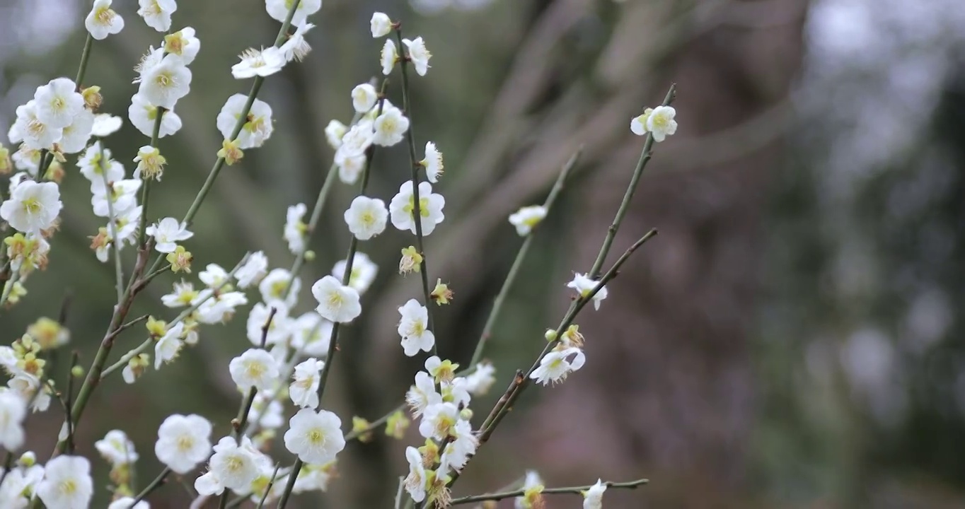 4K近距离微距拍摄古建筑屋檐下的白梅梅花花朵特写镜头视频素材