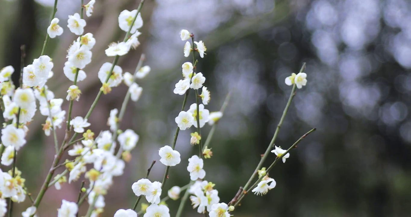 4K近距离微距拍摄的白梅梅花花朵特写镜头视频素材