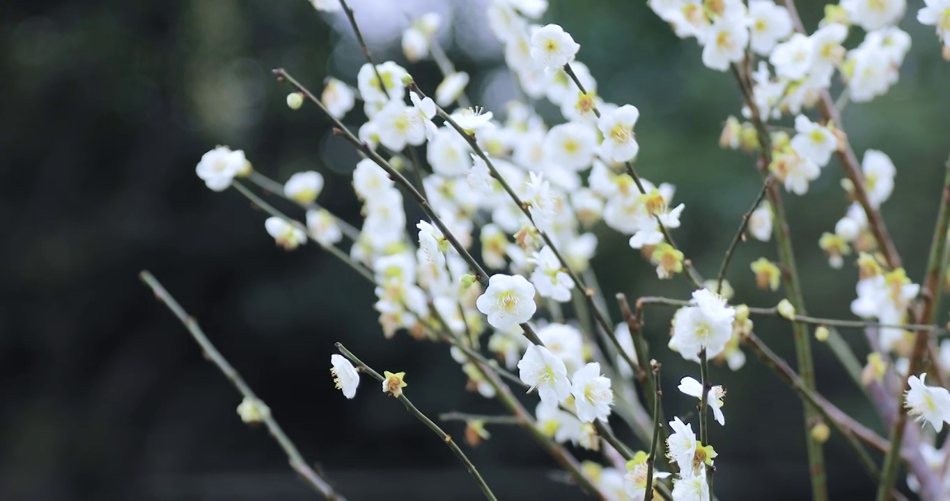 4K近距离微距拍摄的白梅梅花花朵特写镜头视频素材