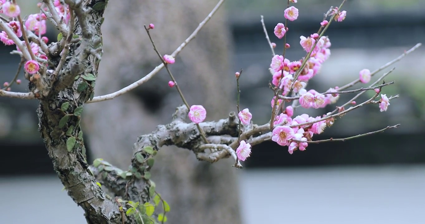 4K近距离微距拍摄盆栽梅花花簇素材视频素材