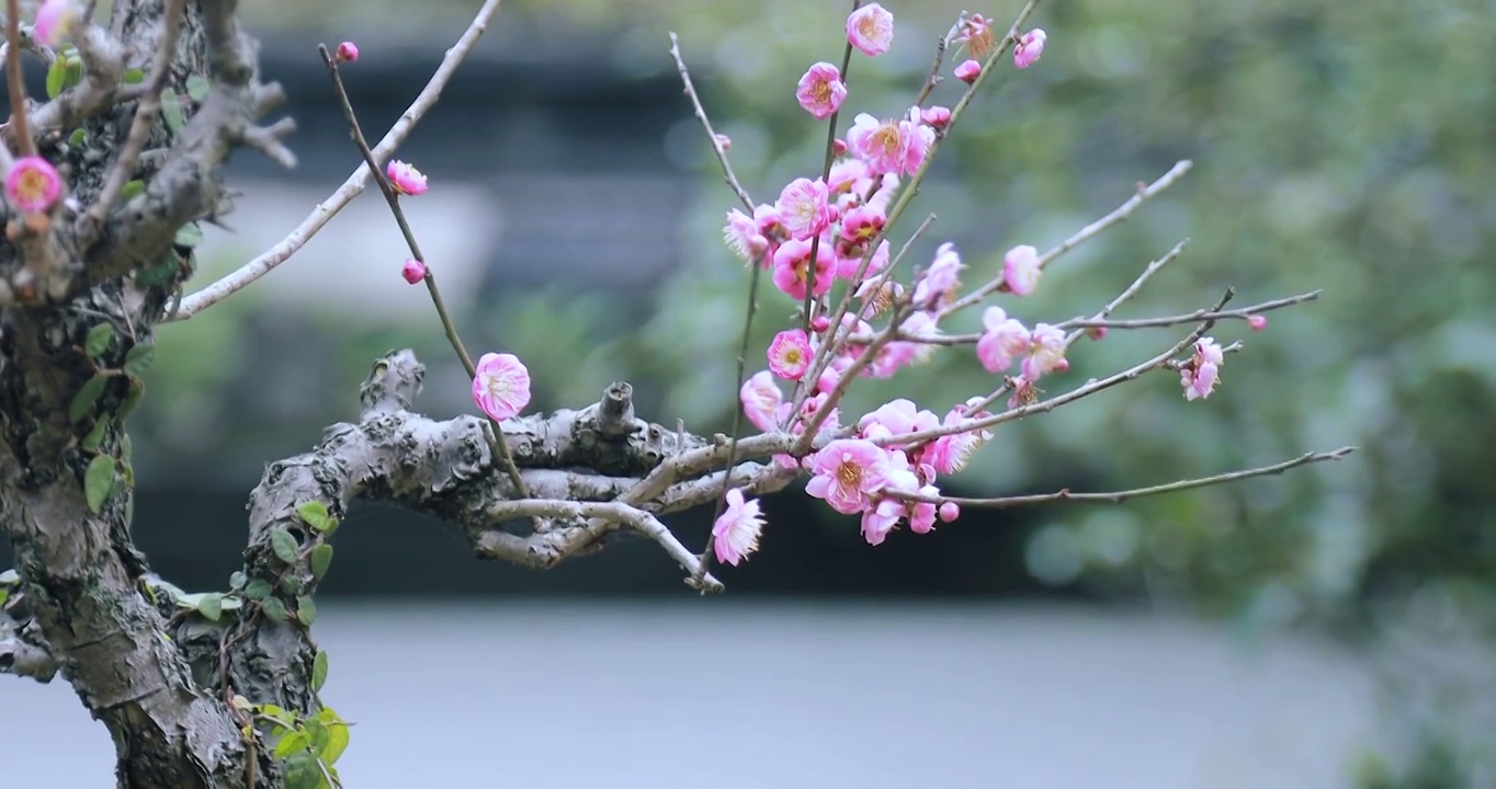 4K近距离微距拍摄盆栽梅花花簇素材视频素材