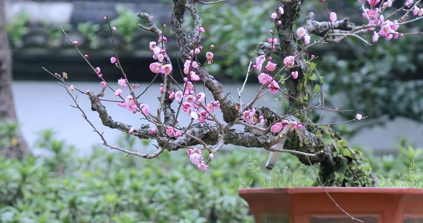 4K近距离微距拍摄盆栽梅花花簇素材视频素材