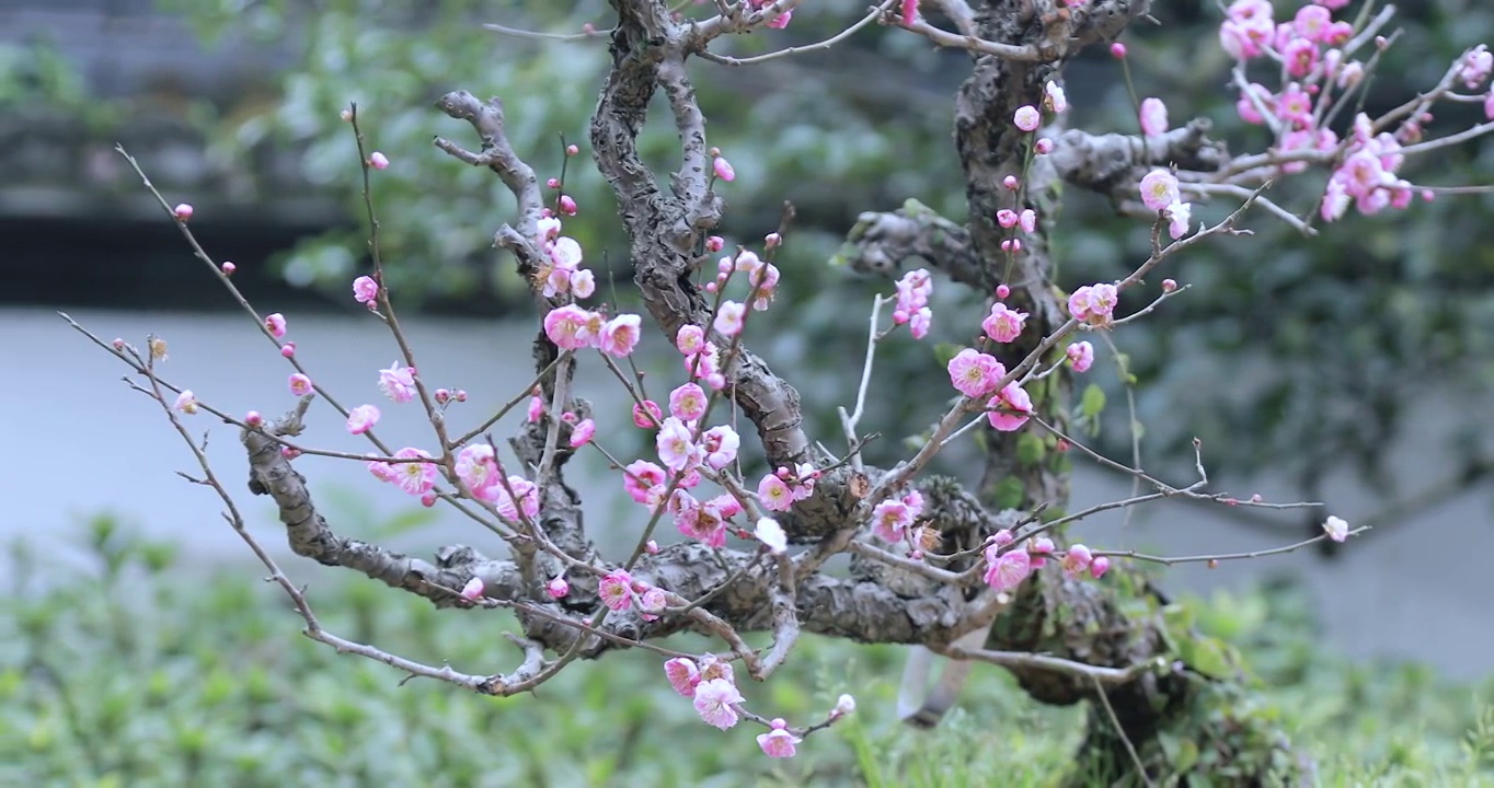 4K近距离微距拍摄盆栽梅花花簇素材视频素材