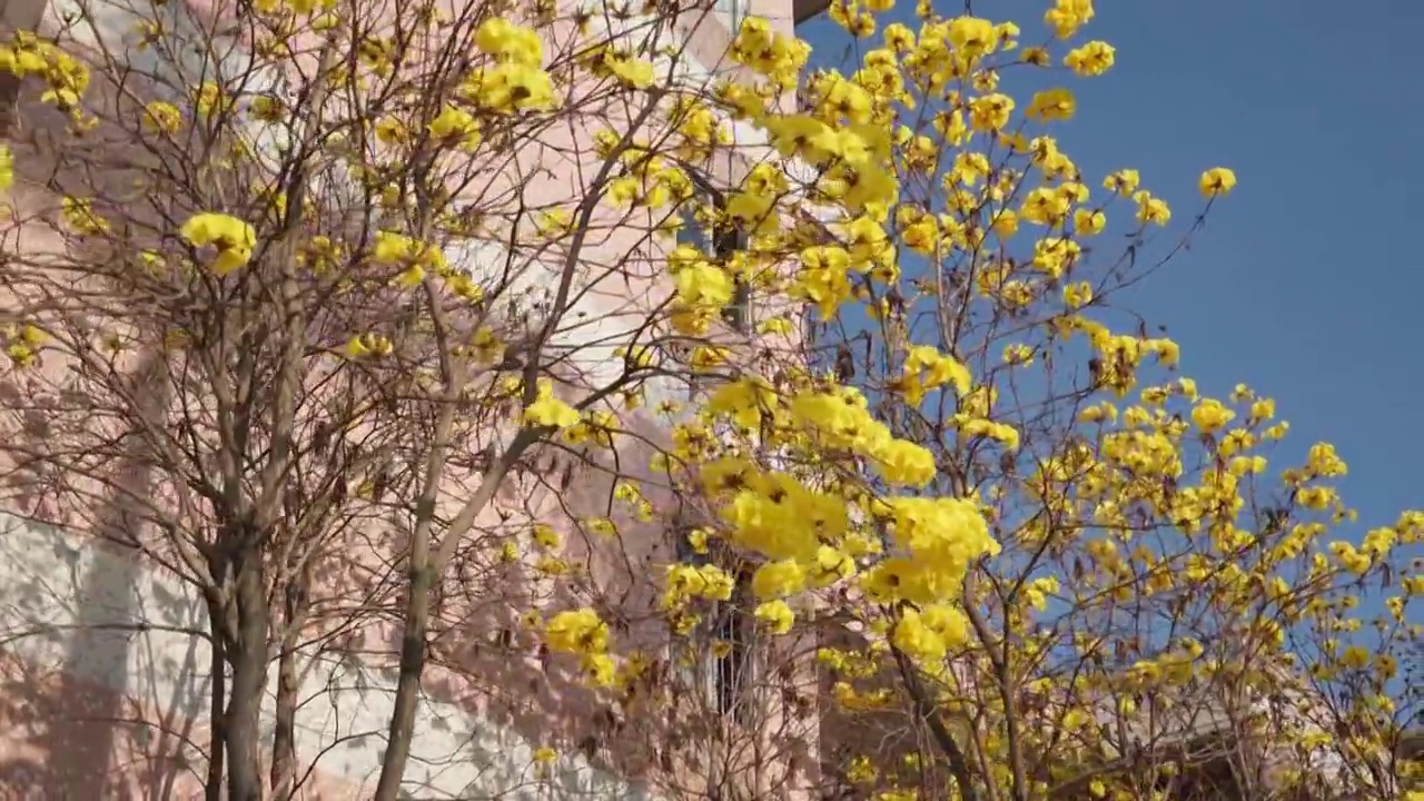 黄花风铃木,春天,绿色,校园,亚热带,自然,阳光,,视频下载