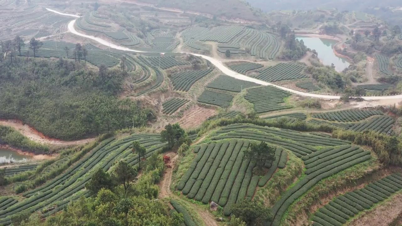 航拍茶山视频素材