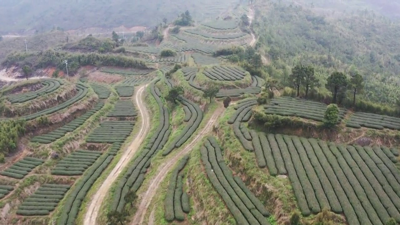 航拍茶山视频素材