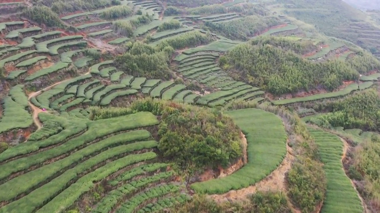 航拍茶山视频素材