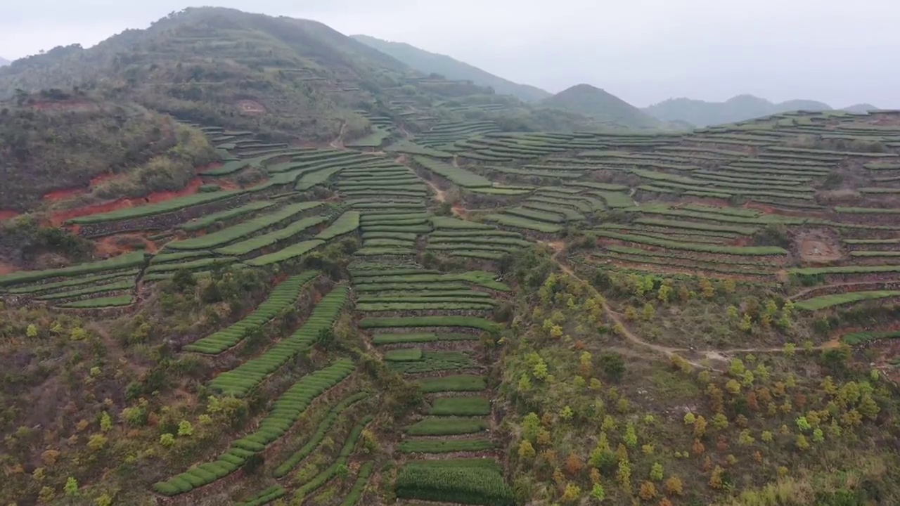 航拍茶山视频素材