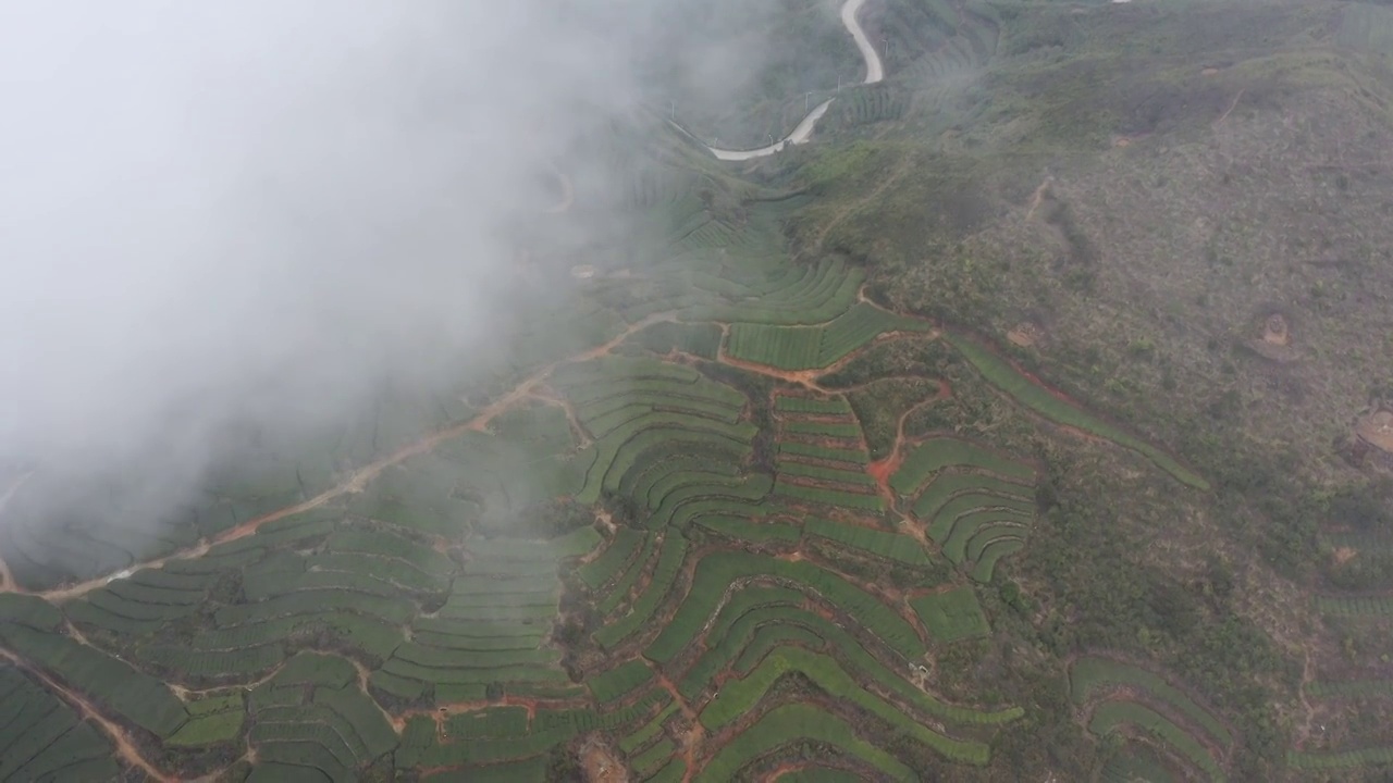 航拍茶山视频下载