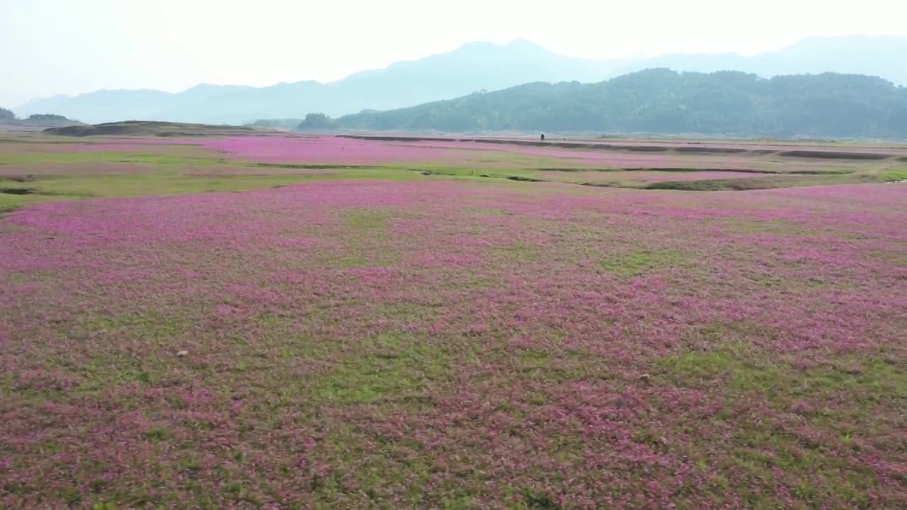 春天阳光下桂林田地里盛开的紫云英视频素材