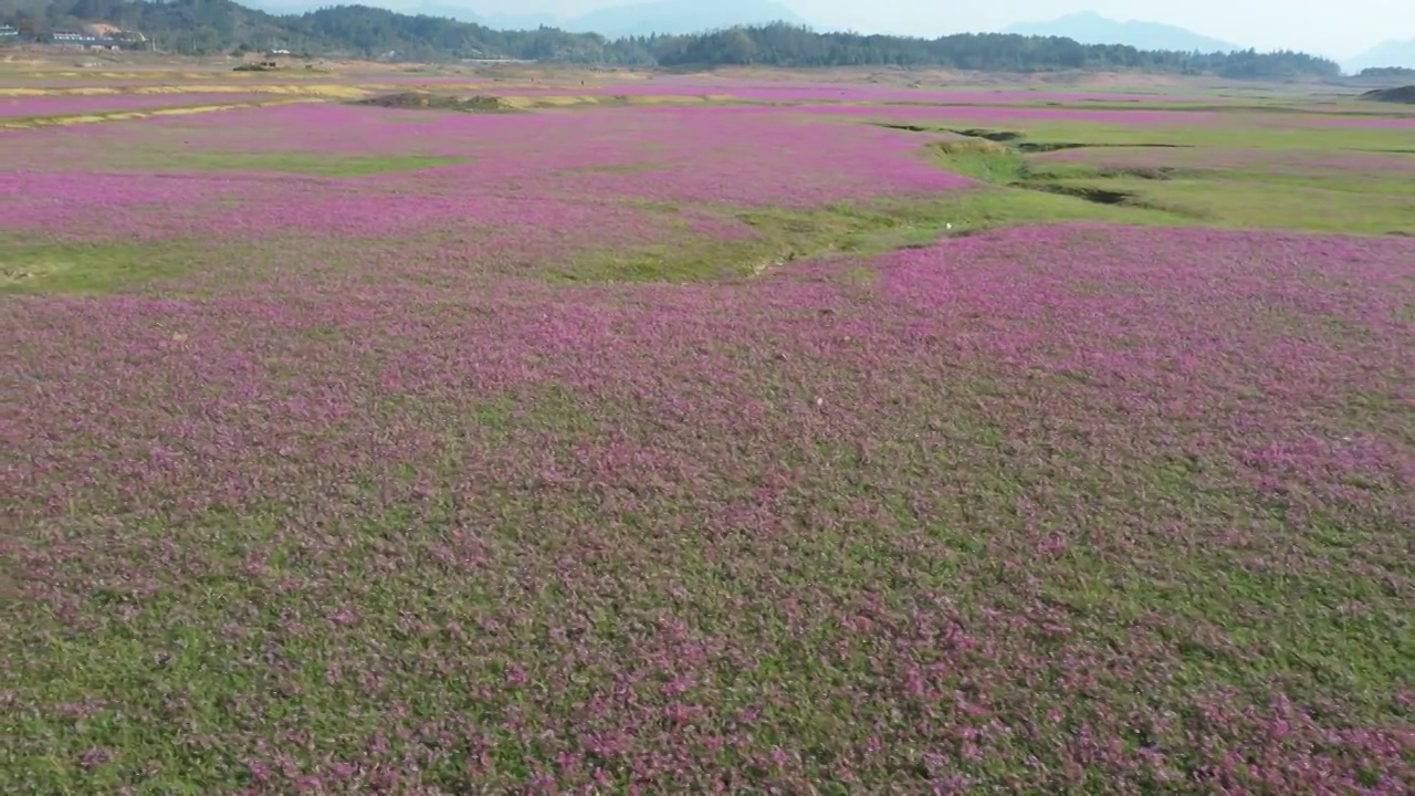 春天阳光下桂林田地里盛开的紫云英视频素材