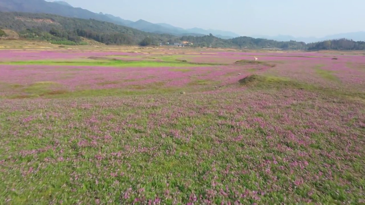 春天阳光下桂林田地里盛开的紫云英视频素材