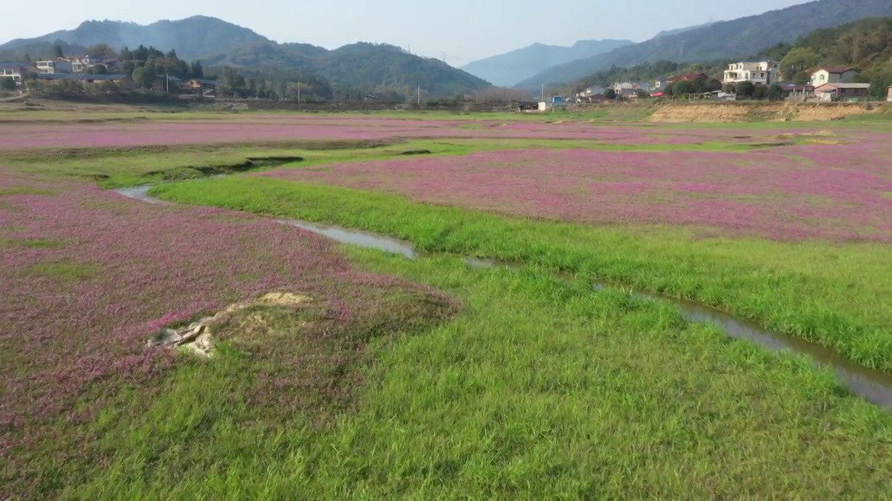 春天阳光下桂林田地里盛开的紫云英视频素材