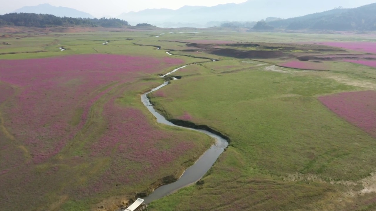 春天阳光下桂林田地里盛开的紫云英视频素材