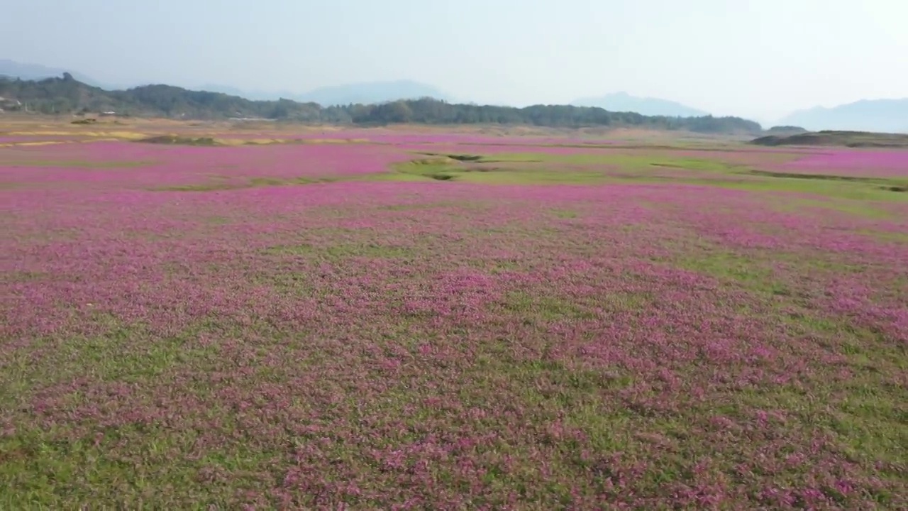 春天阳光下桂林田地里盛开的紫云英视频素材