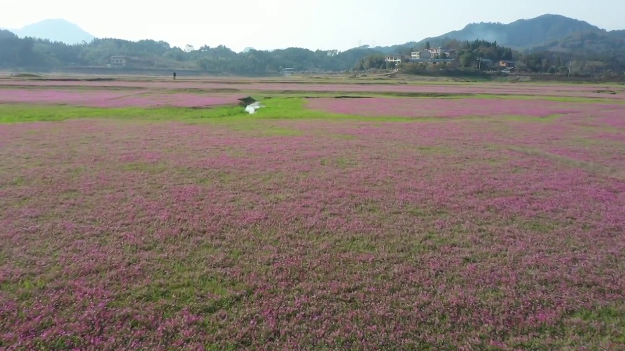 春天阳光下桂林田地里盛开的紫云英视频素材